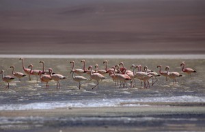Flamingos Atacama